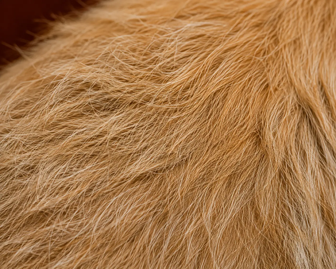 Close-up of soft, clean dog fur after conditioning